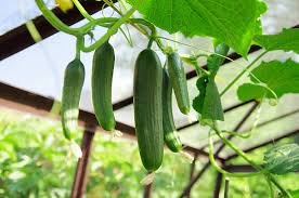 Cucumber Tree